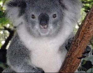 koala7.jpg