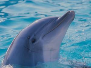 dolphin11.jpg