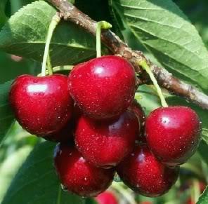 sweet20cherry203220small.jpg