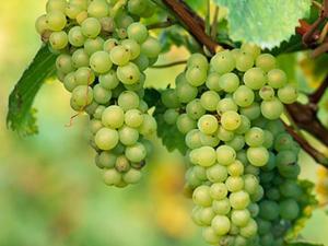 big_white_pinotblanc_grapes.jpg