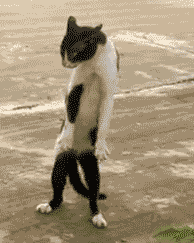 post-52646-0-1446082399-12627_thumb.gif