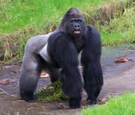 Lowland Gorilla.jpg