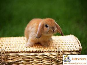 cute_little_bunnies7.jpg