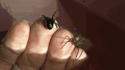 post-1004-0-1446078351-86655_thumb.gif