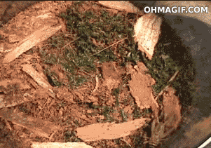 a9xSiJI.gif