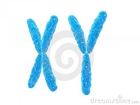 https___thumbs.dreamstime.com_x_xy-chromosome-11898070.jpg