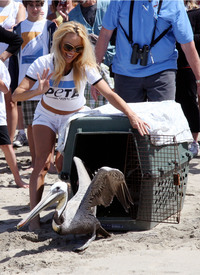 celebrity_paradise.com_Pamela_Anderson_supporting_PETA_at_Malibu_Beach_02.05.2010_13.jpg