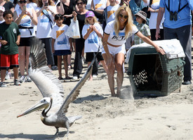 celebrity_paradise.com_Pamela_Anderson_supporting_PETA_at_Malibu_Beach_02.05.2010_14.jpg