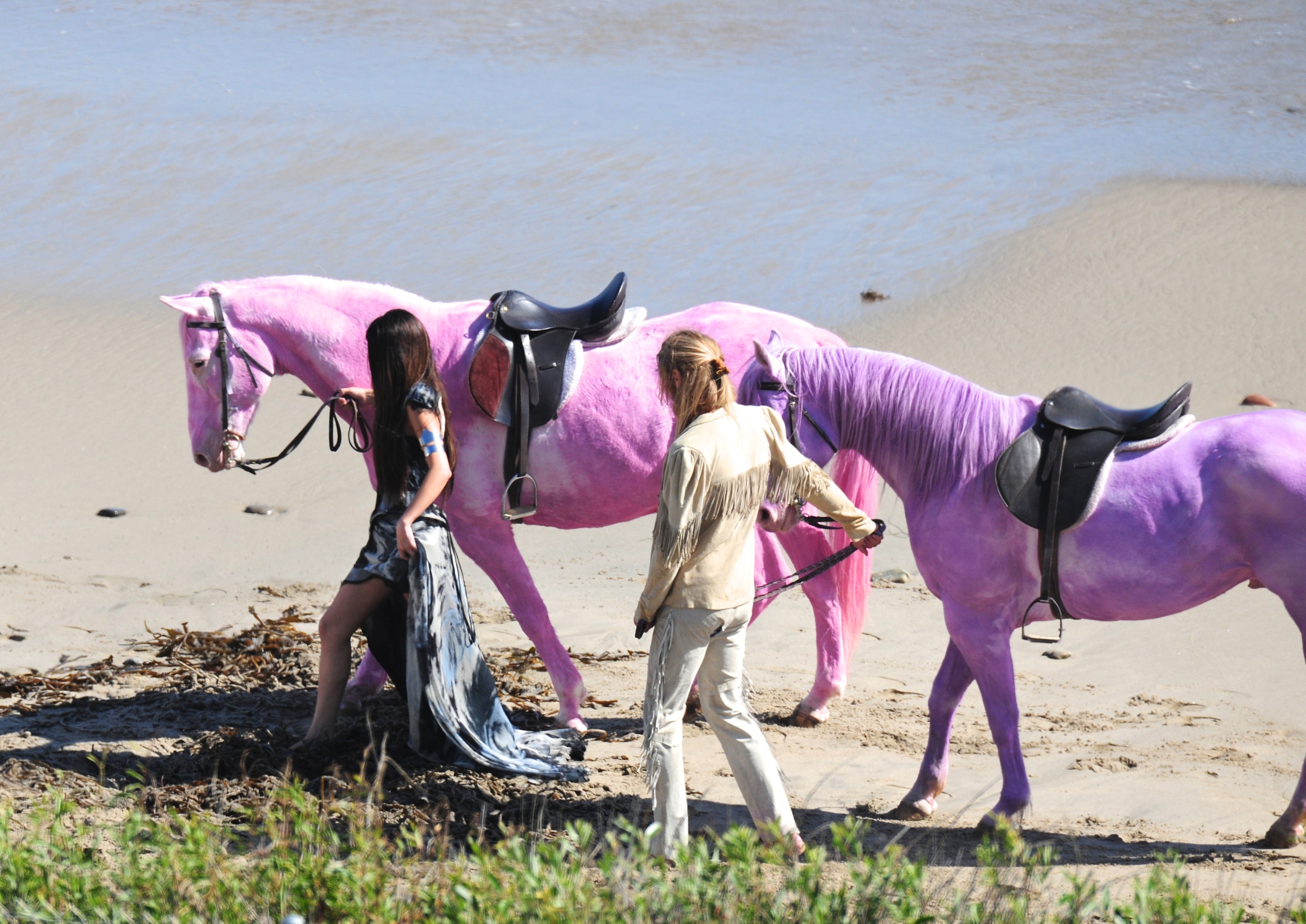 Хорс белгород. Пинк Хорс. Снимки. Розовые, лошади!. Pink Horse Белгород. Розовая лошадь Белгород.