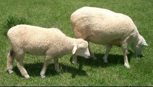 Sheep_Lamb_01.jpg