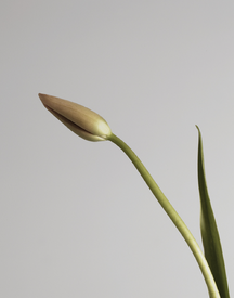 IKEBANA_SHOT1.png