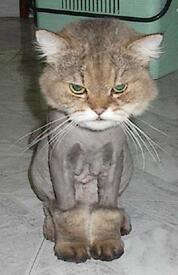 lioncut1.jpg