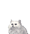 chat-blanc-video.gif
