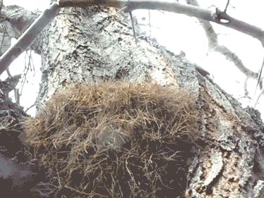 post-1004-0-1446079102-49012_thumb.gif