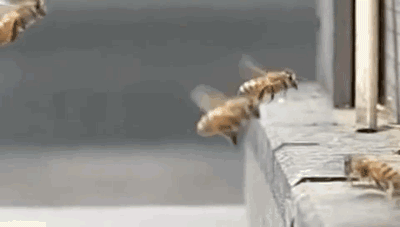 post-37013-0-1446078958-04505_thumb.gif