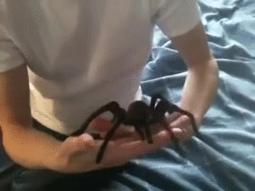 FNHoMNN.gif