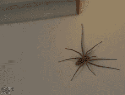 scary spider pics and gifs.gif