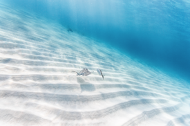 c34c9c_9db6f124960a411dac0e90ddd952dfb3.png