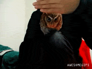 iz5AdIs.gif