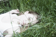 th_6649c148225526.gif