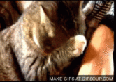 post-16808-1285801254_thumb.gif