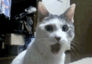 post-36249-0-1446057647-58576_thumb.gif