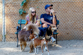 Amanda_Seyfried_male_friend_take_dog_Finn_4qjzlp.jpg