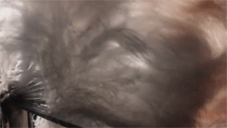 post-54997-0-1445982710-7956_thumb.gif
