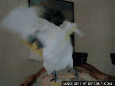 post-1004-0-1445993884-02118_thumb.gif
