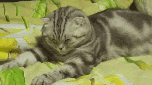 post-21861-0-1446057844-46213_thumb.gif