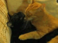 post-36249-0-1446058002-29291_thumb.gif