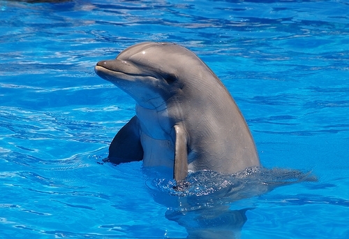 Морж дельфин
