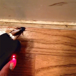 post-37013-0-1446073149-16782_thumb.gif