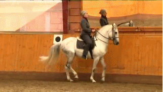 qfWLQl9.gif