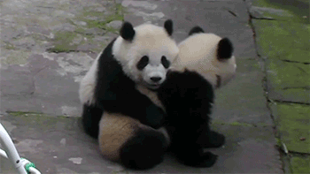 X0GNMm4.gif