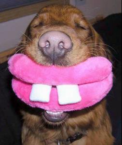funny_dog.jpg