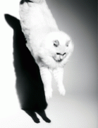 th_2bf7a817184231.gif
