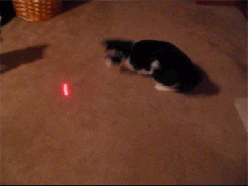 h4j5rEL.gif