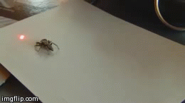 99Jyjo1.gif