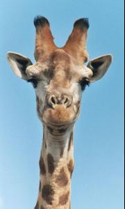 300pxgiraffecloseupheadln8.jpg