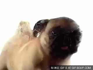 post-21861-0-1446077704-16988_thumb.gif