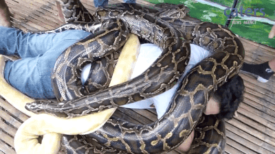 uf4sZek.gif