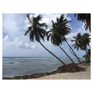566d509315331_barbados1.thumb.jpg.ad5bbb