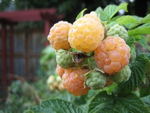 gold_raspberries.thumb.jpg.26030ff2115d2