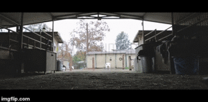 43.gif