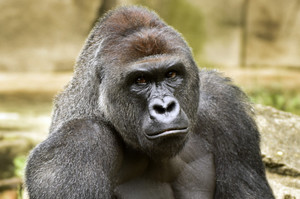zoo_gorilla-child_hurt.jpg