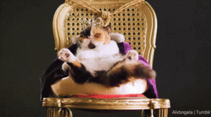 IMG_2747.GIF