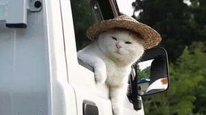 3e7000984b9beffb582.thumb.gif.63a17830895066797e29c858a4769566.gif