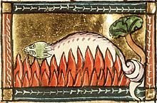 Salamander_unharmed_in_the_fire.jpg.d6efa53c98cf0486d01eca11dfcc8141.jpg