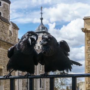 Ravens,_Tower_of_London_2016-04-30.jpg